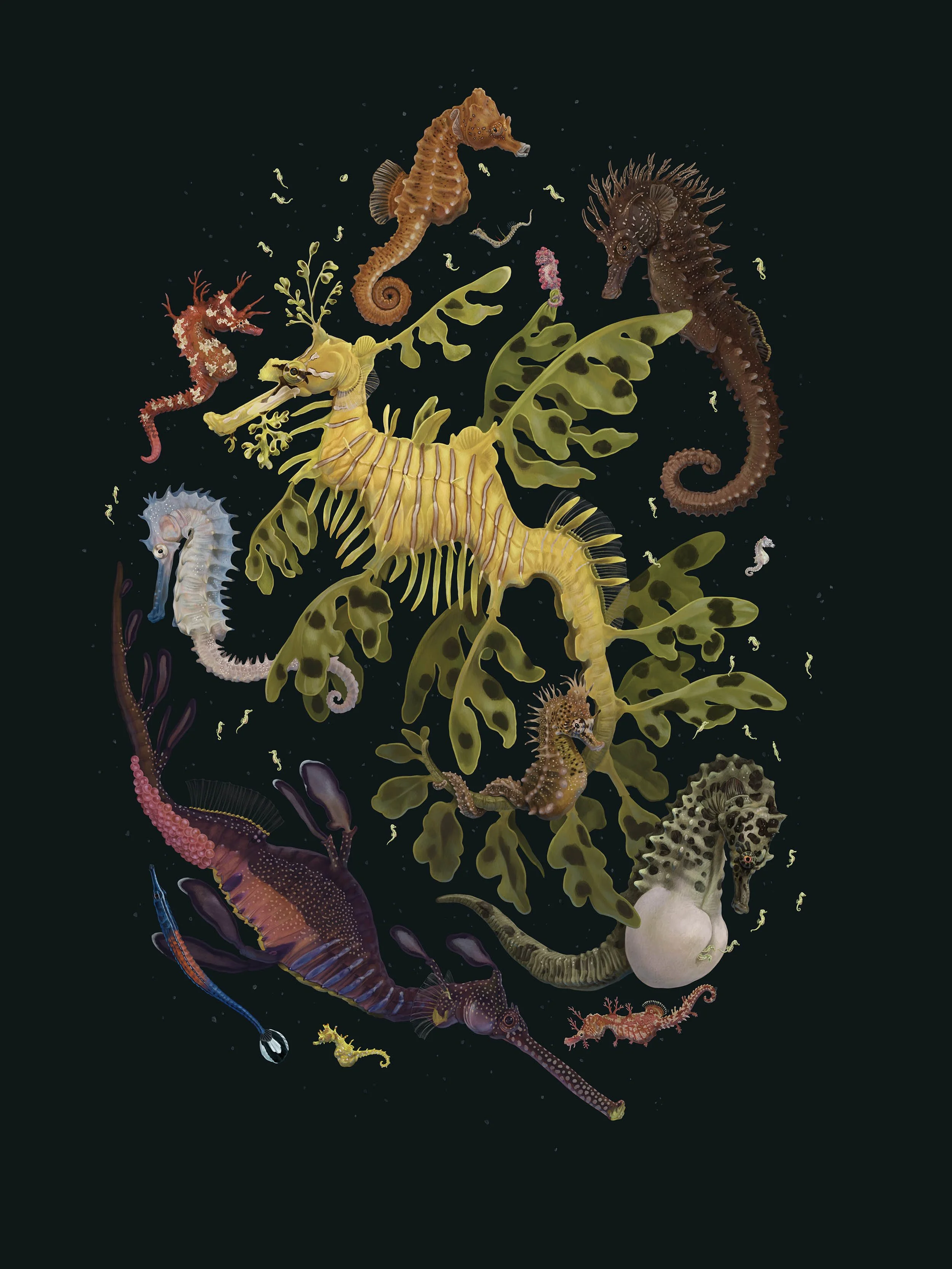 Marine Biodiversity — Zoe Keller Nature Art